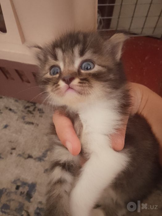 Отдам в добрые руки котят
