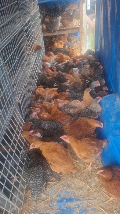 Vând pui de carne și pui colorat