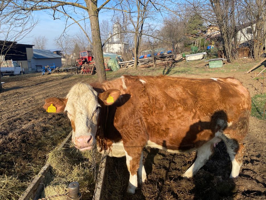 Vând 3 vaci și 2 vitele