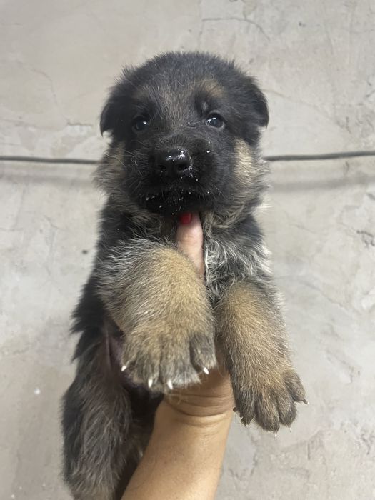 Щенки немецкой овчарки