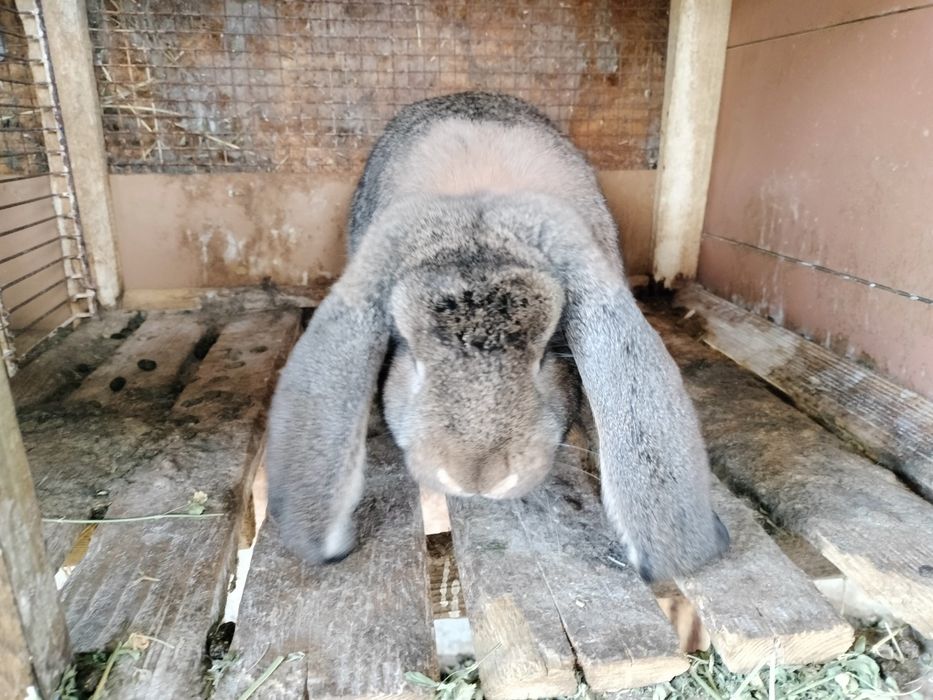 Berbec german masculi și femele