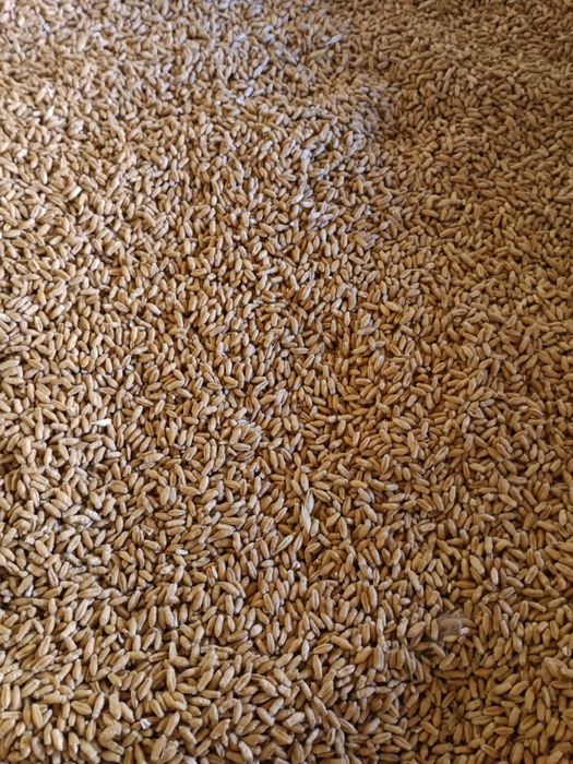 Porumb , grau.     .