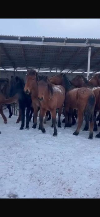 Продаем 20 голов