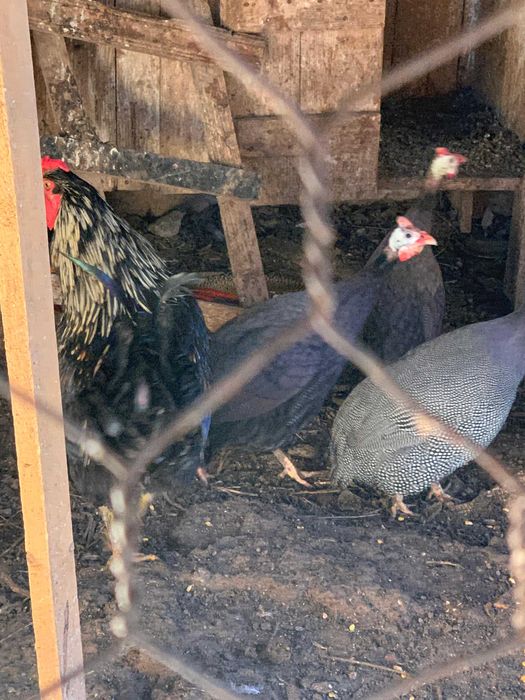 vand un cocos de australorp si unul alb motat de yopan