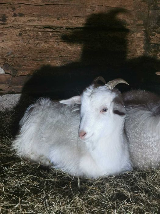 Capre de Casmir si Cashgora