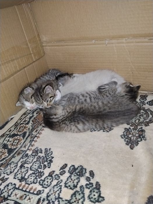 Отдам веслоухих котят в добрые руки