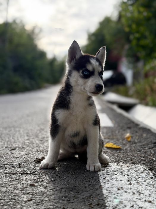 Femela husky siberian (exemplar deosebit)!