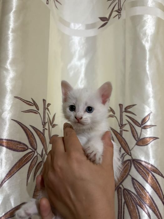 Отдам даром котят в добрые руки