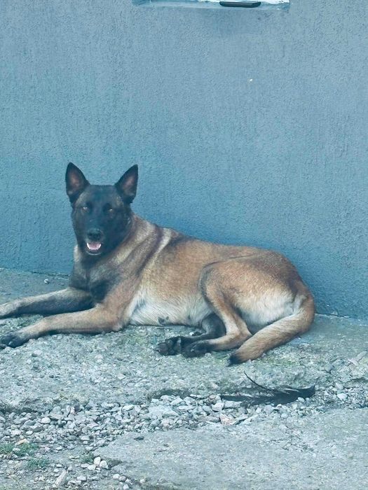 ciobanesc malinois