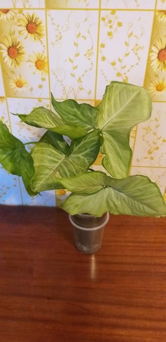 Сингониум,монстера и сансевьера