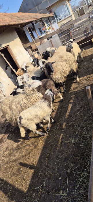 Vând 10 oi cu miei după ele