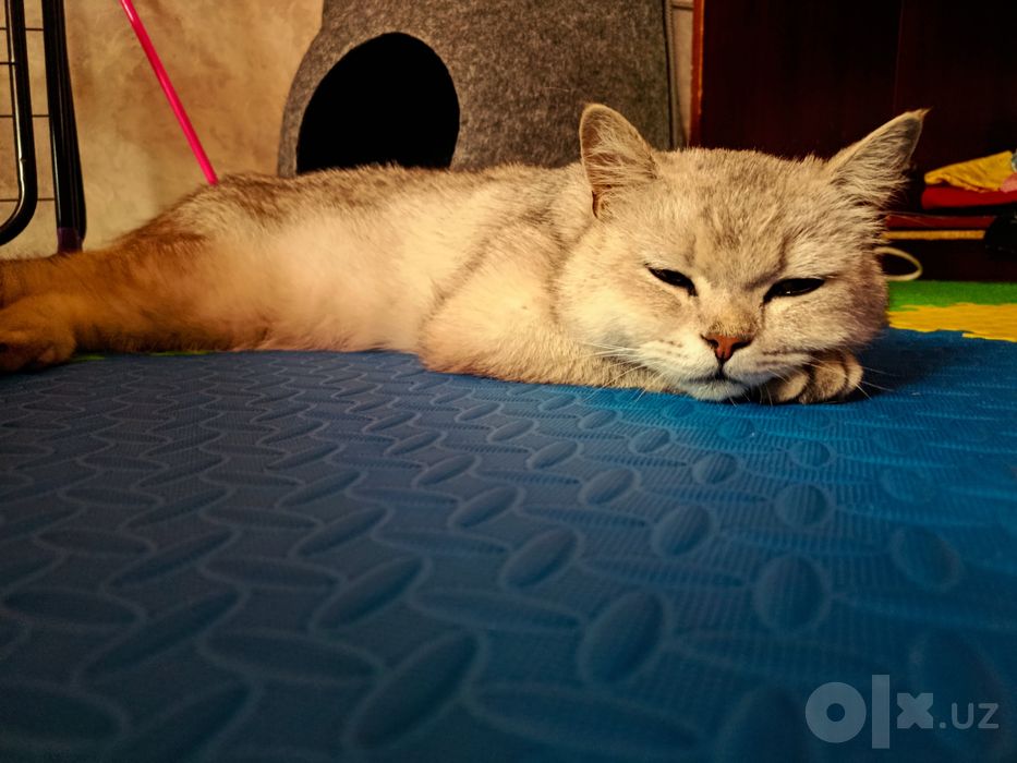 Британский шин шилла огл бола