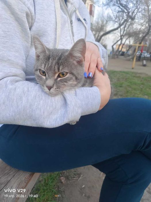 Найден котик. Чей?