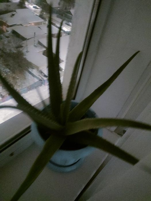 Комнатное Алоэ - вера