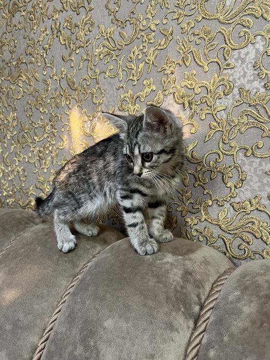 котенок девочка