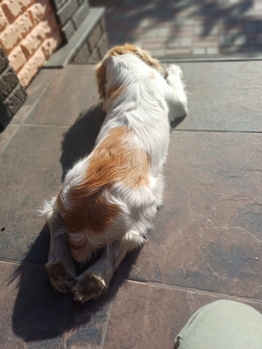 Продам английский спаниель