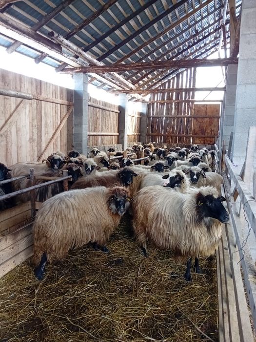 De vanzare 55 de oi gestante