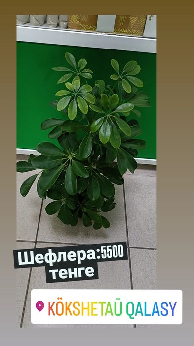 Шефлера:5500 тенге