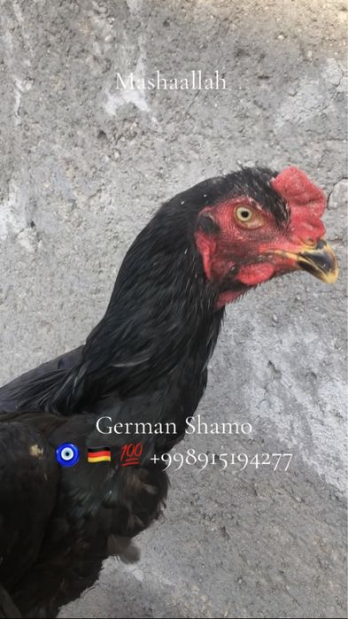 О Шамо апрелский хурозлар сотилади