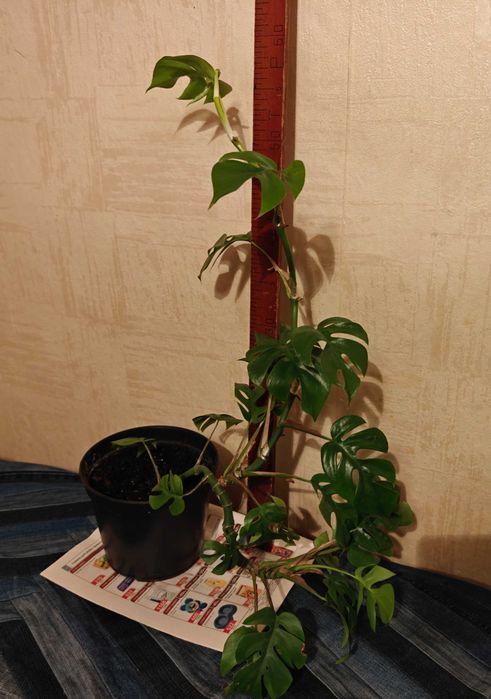 Монстера минима. Комнатное растение.