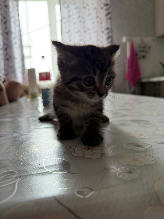 Отдам котенка девочку