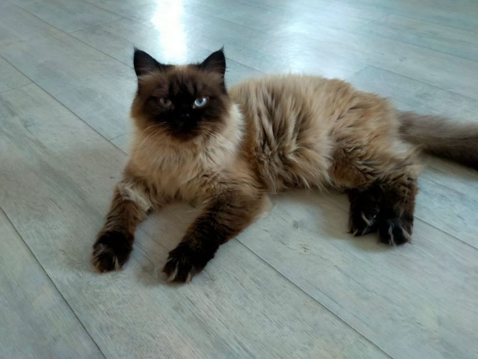 Продается породистый  кот