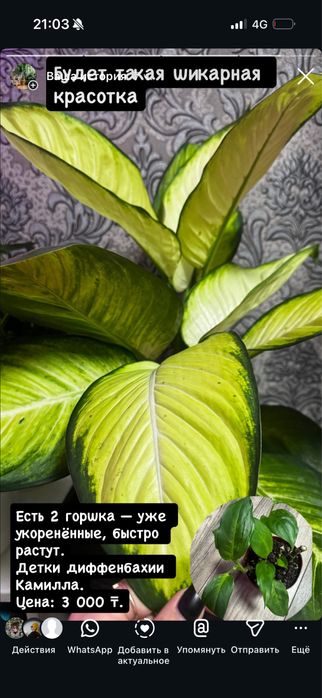 Дифенбахия Камила