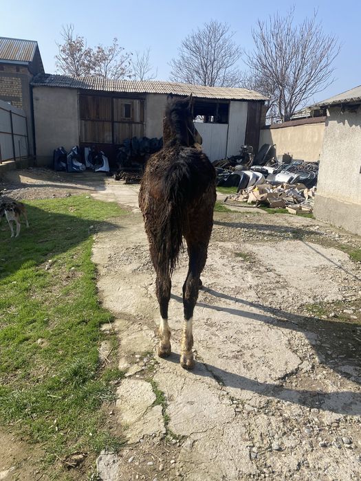 Тай сатылады 10айлык