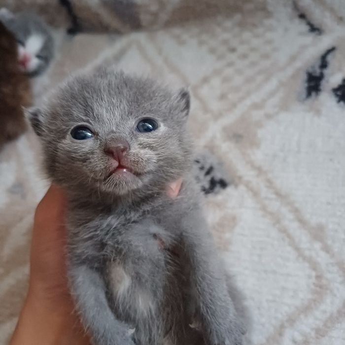 Котята с кошкой.