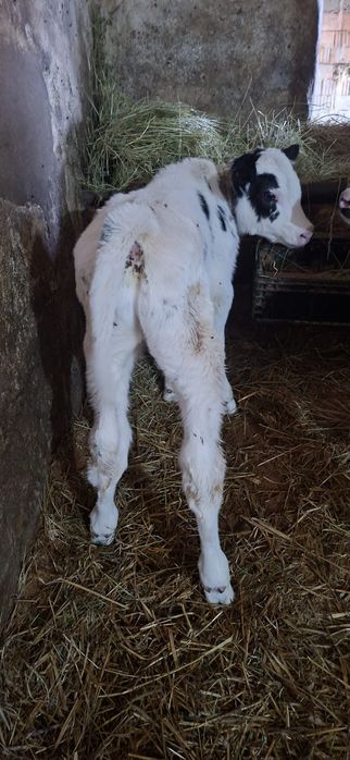 Vând viței de lapte