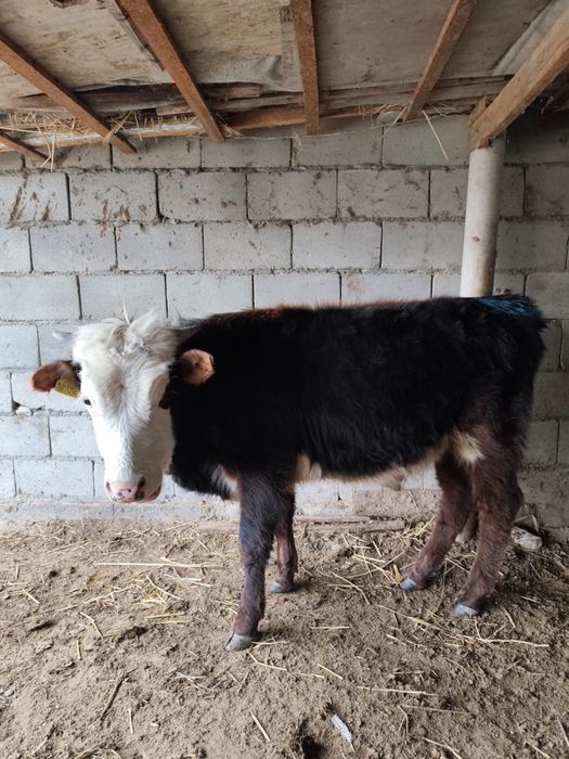 Продам бычков, породистых