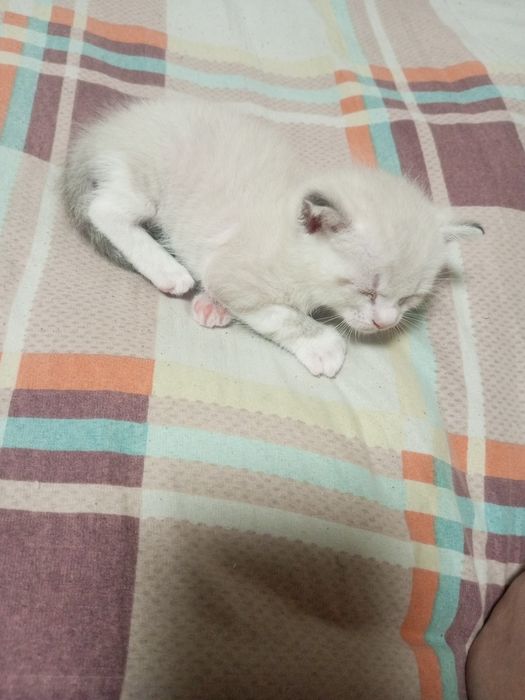 Отдам котят бесплатно