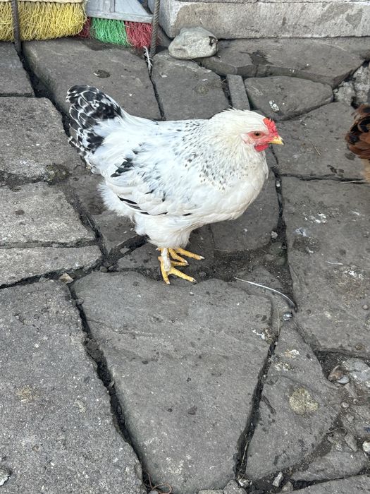 Disponibili 10 pui de gaina !