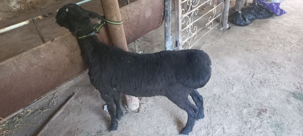 Кузи кучкорча сотилади