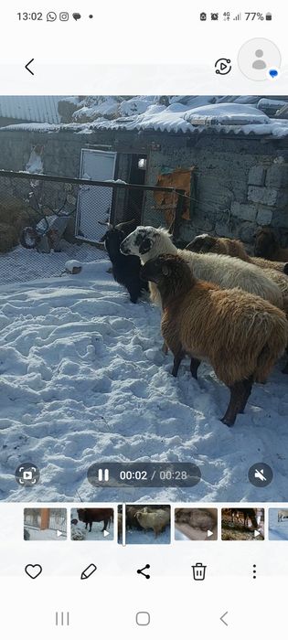 Семіз қойлар сатылады