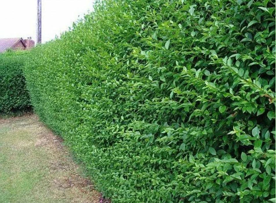 Lemn câinesc de vanzare-plante sănatoase și bine dezvoltate ! Livrare oriunde în țară!