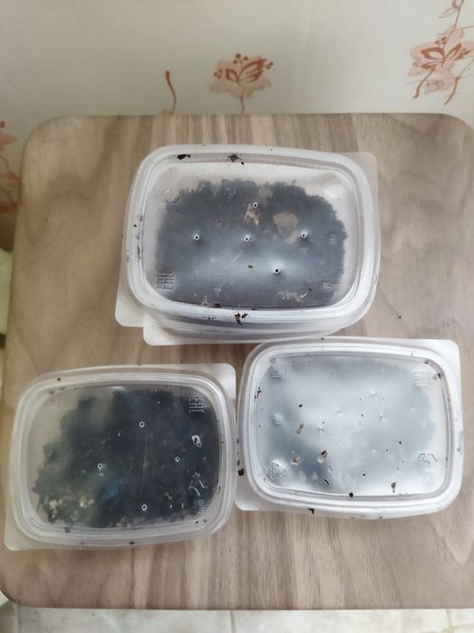 Черви для рыбалки