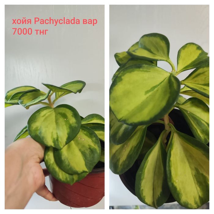 Алаказия Полли минт