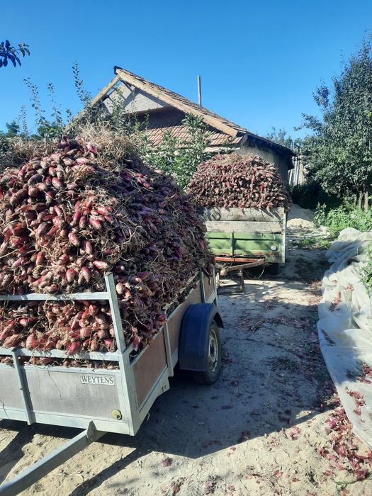 Ceapă roșie de apă Potoceni