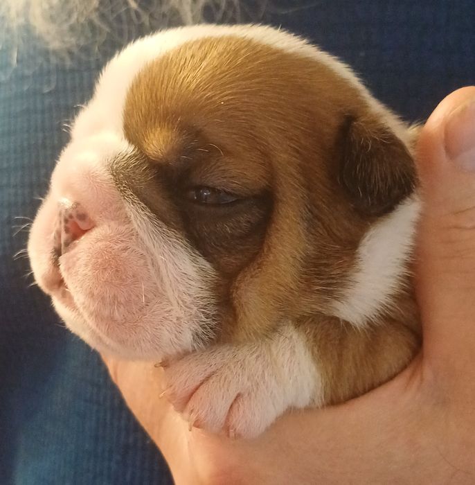 Щенки английского  бульдога