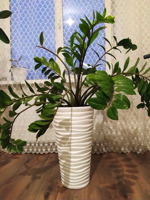 Долларовое дерево