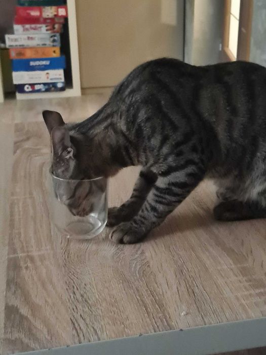 Motănel de 7 luni își caută o familie iubitoare