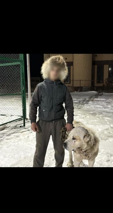 Продам собаку алабая