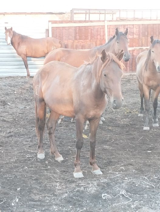 4 жасар ту биелер сатылады