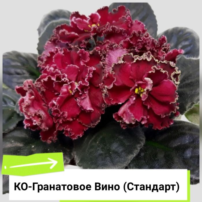 Фиалки сортовые продам