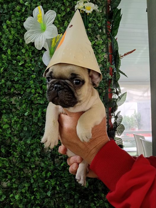 Френски булдог french bulldog