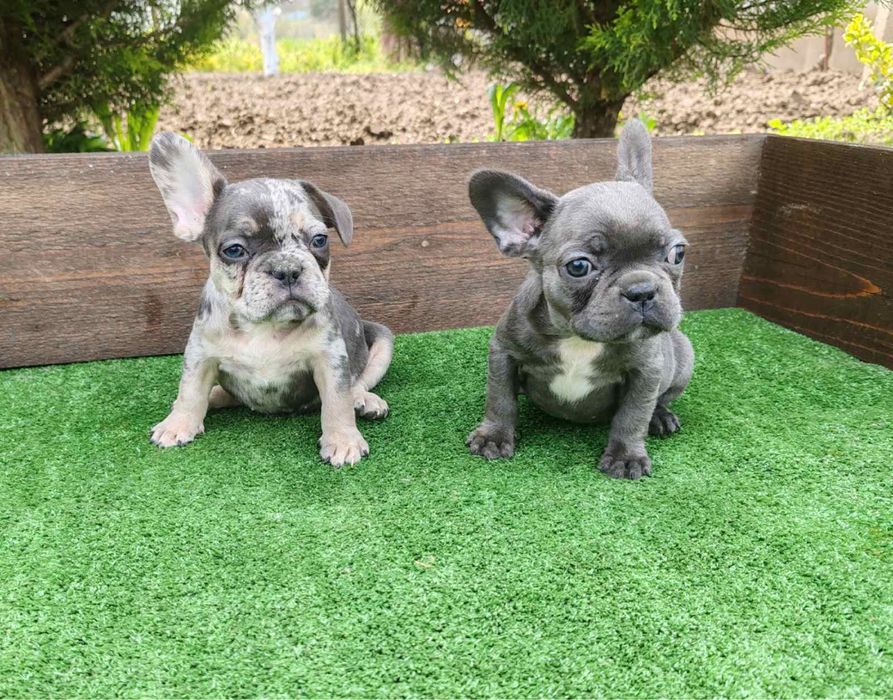 Френски булдог - мъжки