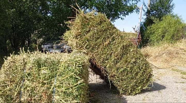 Бали люцерна и сено.