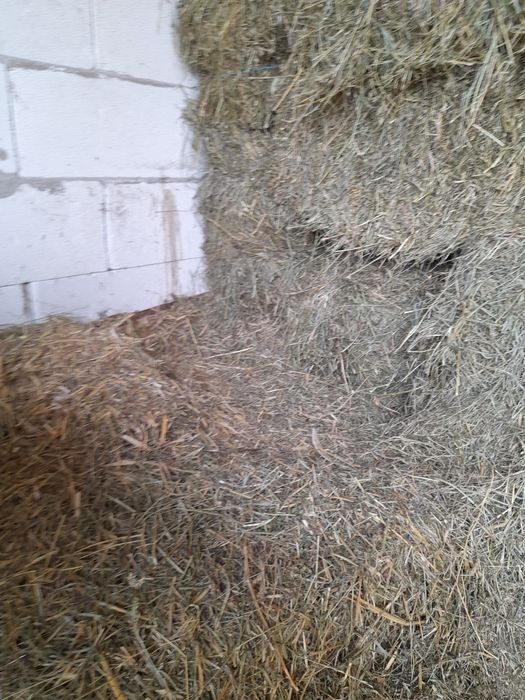 Vând baloti sau schimb cu vițel înțărcat