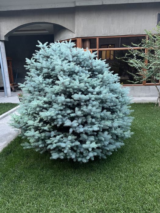 Арча сотилади